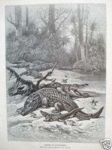 Krokodile und Krokodilwächter Holzstich 1894 F.Specht  