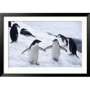 Adelie and Chinstrap Penguin, Antarctica Collections 