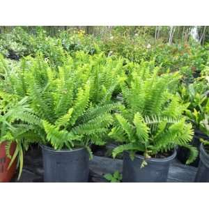   Fern Nephrolepis exaltata Live Plant Green Patio, Lawn & Garden