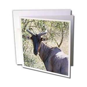   Animals   South African Kudu   Greeting Cards 12 Greeting Cards with