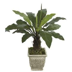   PF 70010   51 Inch Anthurium Plant   Two Tone Green