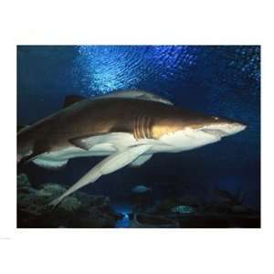  Inside Aquarium Tunnel Viewing Sharks Poster (24.00 x 18 