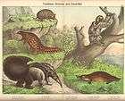 platypus anteater armadillo huge antique print 1880s expedited 