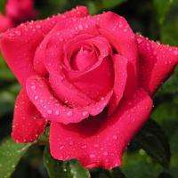 China Rare Red Rose Flower red lover elves Gift 20 seeds  