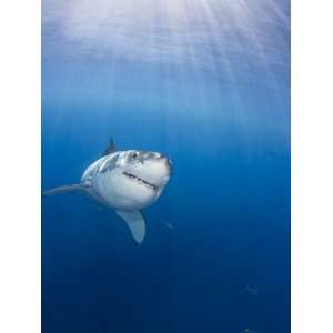  Great White Shark (Carcharodon Carcharias), Guadalupe 