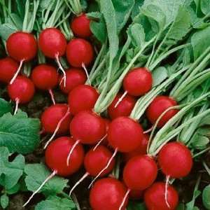  Davids Red Radish Cherry Belle 200 Seeds per Packet 