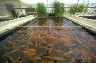 Fish Culture Farming cd Ponds Hatching Hatchery 30 bks  