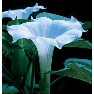  Davids Non Hybrid Flower Datura Evening Fragrance (Datura 