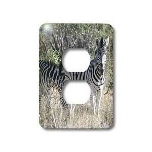  Angelique Cajam Safari Animals   South African 2 Zebras 