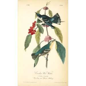   James Audubon   24 x 40 inches   Coerulean Wood Warbler. 1. Old Male