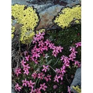  Moss Campion Flowers (Silene Acaulis) Grow Among Rocks 