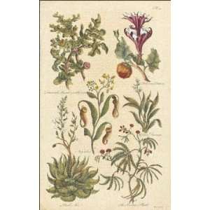  John Hill   Botanicals