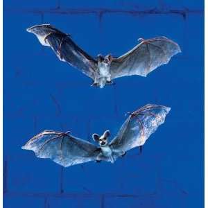  Premier Gruesome Horror   Natural Spooky Bat (1 Of Asst 