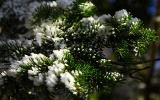   evergreen trees to give your home a realistic snow effect for the