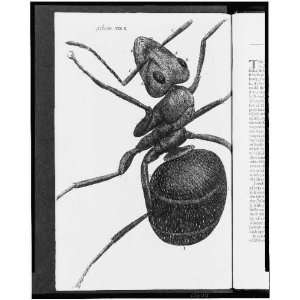 Microscopic view of an ant,1665,Robert Hooke,Illustration,Micrographia 