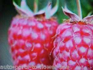 SWEET JUICY RED RASPBERRY FRUIT BERRY SEEDS START YOUR VERY OWN 