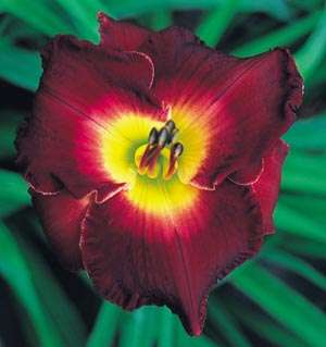 BLOODFIRE   DF   B8B   Petit 2000 DAYLILY  