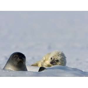  Ringed Seal with Pup, Billefjord, Svalbard, Spitzbergen 