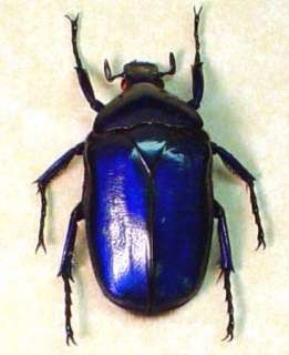 RARE PURPLE BLUE SAPPHIRE BEETLE REAL INSECTS 2149  