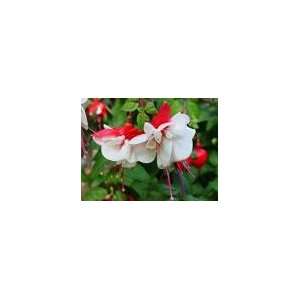  Fuchsia Swingtime Plant Patio, Lawn & Garden