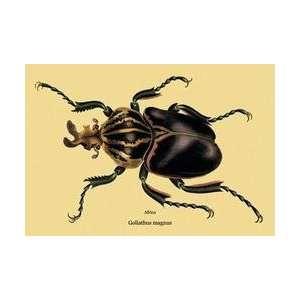    Beetle African Goliathus Magnus #2 24x36 Giclee