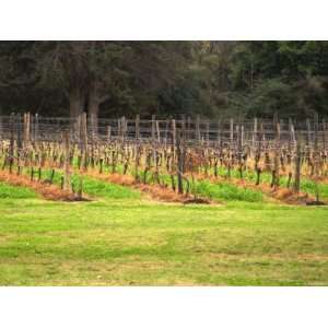 Vineyard with Vines in Guyot, Vinos Finos H Stagnari Winery, La Puebla 