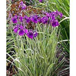    Iris ensata Variegata   Japanese Iris Patio, Lawn & Garden