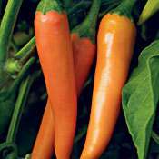 Bulgarian Carrot Pepper Seeds (Bulk)  100  