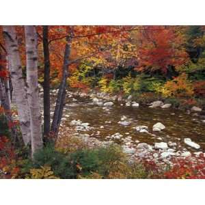 River with Aspen and Maple Trees in the White Mountains, New Hampshire 