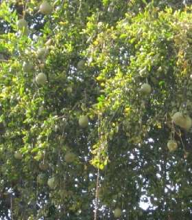 The Bael fruit tree is medium sized tree to 40ft. Fruits take 