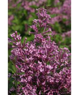 Bloomerang® Lilac REPEAT BLOOMER Proven Winners® 2 Gallon Size 