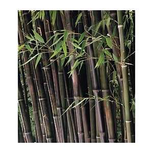  Bamboo   Phyllostachys nigra Patio, Lawn & Garden