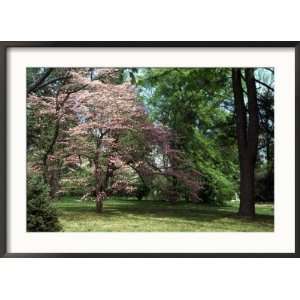  Dogwood Tree in Spring, Albemarle County, VA Photos To Go 