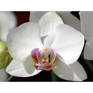 Pretty in Pink Phalaenopsis Orchid Plant   Near Bloom  