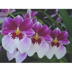 Miltoniopsis Princess Diana orchid  Grocery & Gourmet Food