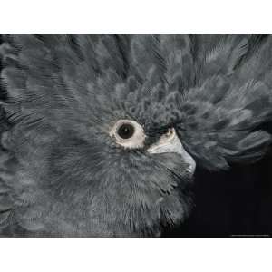  The Ruffled Feathers on the Head of a Red Tailed Black 