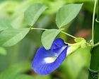 Blue Butterfly Pea Vine Flower Seeds *Deep Blue*