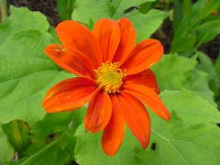 Tithonia Speciosa Torch Mexican Sunflower 100 Seed Pack  