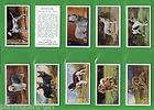 Tobacco Cigarette cards Dogs 1936 by Gallaher set