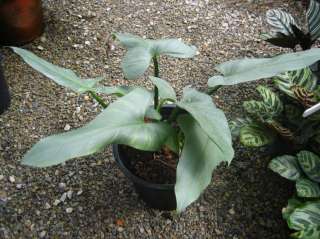   sagittifolium Silver Leaf Rare Aroid Exact Plant Big Size 1 Pot