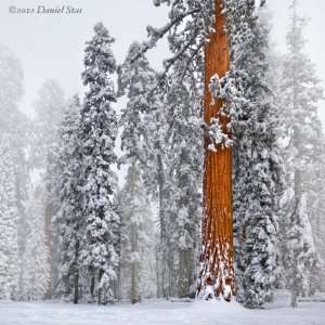  SEQUOIA TREE Forest Winter Snowy Landscape CANVAS GICLEE 